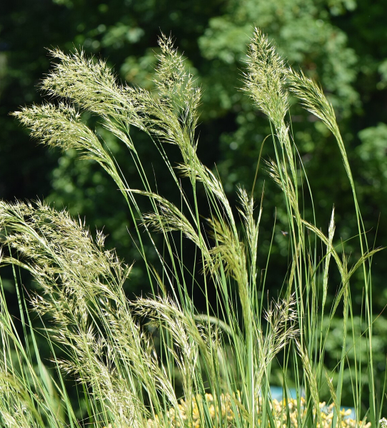 Pflanzenbild gross Raugras - Achnatherum calamagrostis
