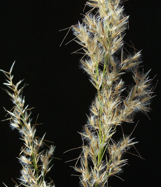 Pflanzenbild gross Raugras - Achnatherum calamagrostis