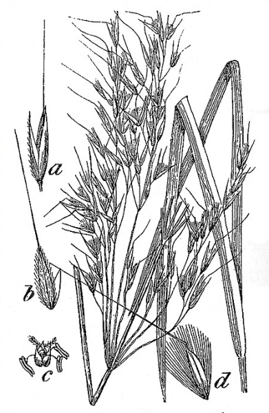 Pflanzenbild gross Raugras - Achnatherum calamagrostis