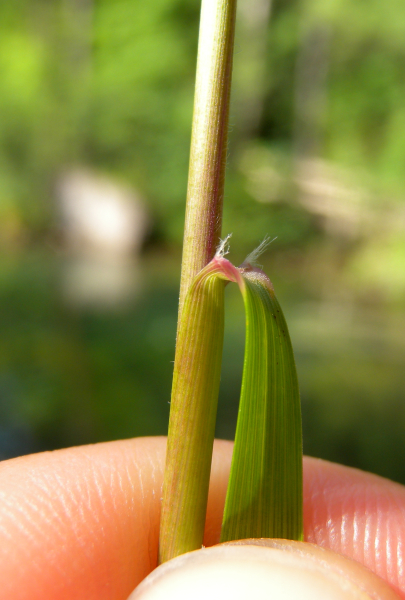 Pflanzenbild gross Raugras - Achnatherum calamagrostis