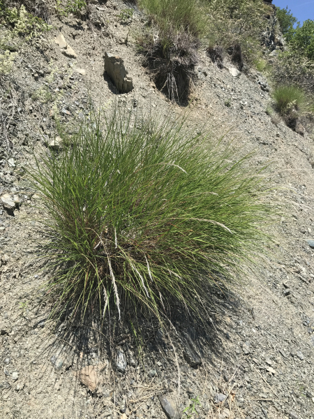 Pflanzenbild gross Raugras - Achnatherum calamagrostis