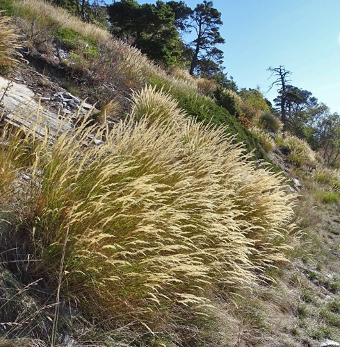 Pflanzenbild gross Raugras - Achnatherum calamagrostis
