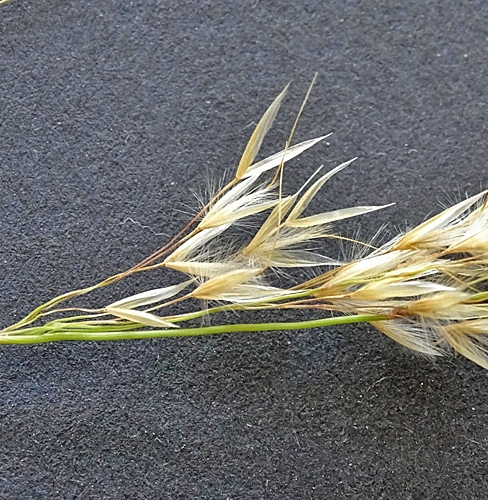 Pflanzenbild gross Raugras - Achnatherum calamagrostis