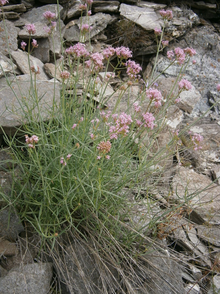 Pflanzenbild gross Schmalblättrige Spornblume - Centranthus angustifolius