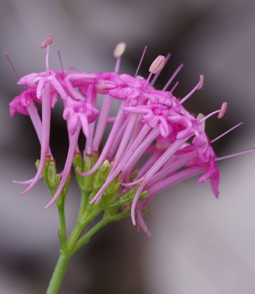 Pflanzenbild gross Schmalblättrige Spornblume - Centranthus angustifolius