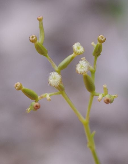 Pflanzenbild gross Schmalblättrige Spornblume - Centranthus angustifolius