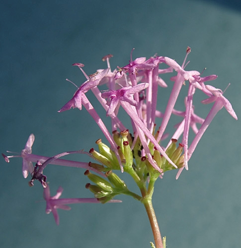 Pflanzenbild gross Schmalblättrige Spornblume - Centranthus angustifolius