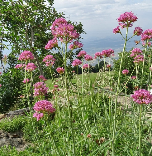 Pflanzenbild gross Schmalblättrige Spornblume - Centranthus angustifolius