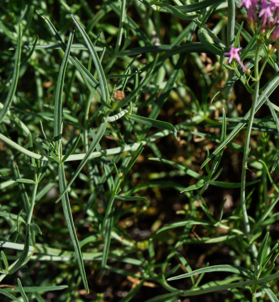 Pflanzenbild gross Schmalblättrige Spornblume - Centranthus angustifolius