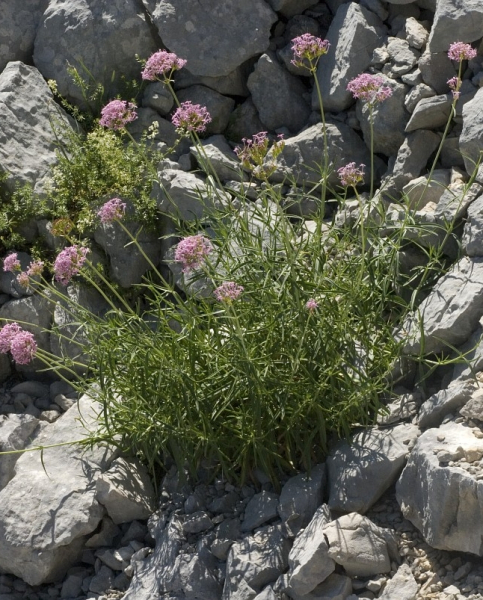 Pflanzenbild gross Schmalblättrige Spornblume - Centranthus angustifolius