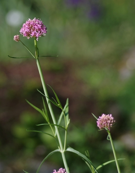 Pflanzenbild gross Schmalblättrige Spornblume - Centranthus angustifolius
