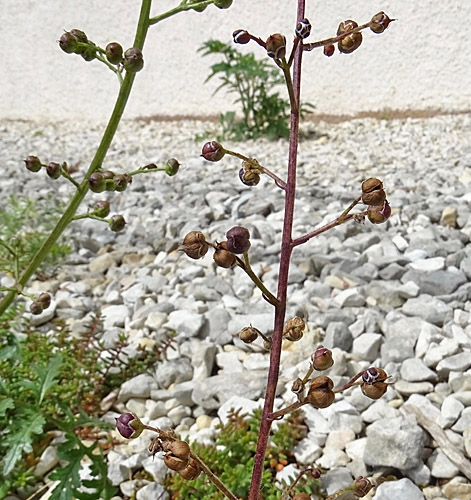 Pflanzenbild gross Jura-Braunwurz - Scrophularia juratensis