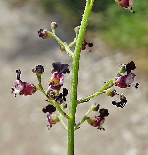 Pflanzenbild gross Jura-Braunwurz - Scrophularia juratensis