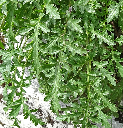 Pflanzenbild gross Jura-Braunwurz - Scrophularia juratensis