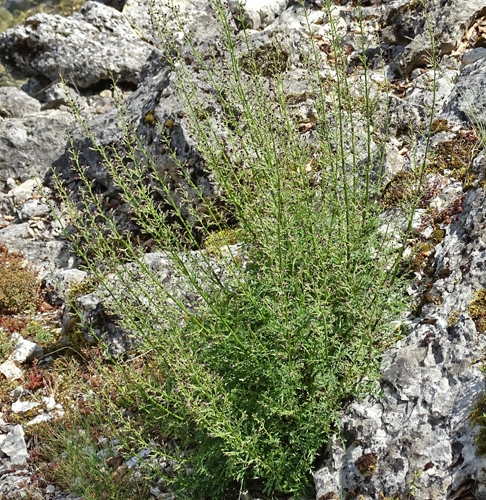 Pflanzenbild gross Jura-Braunwurz - Scrophularia juratensis