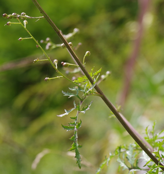Pflanzenbild gross Jura-Braunwurz - Scrophularia juratensis