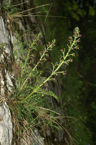 Pflanzenbild gross Jura-Braunwurz - Scrophularia juratensis