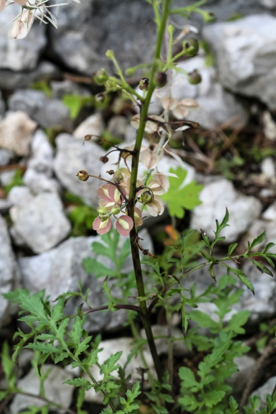 Pflanzenbild gross Jura-Braunwurz - Scrophularia juratensis