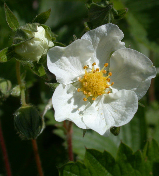 Pflanzenbild gross Wald-Erdbeere - Fragaria vesca