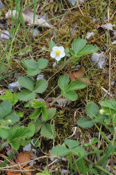 Pflanzenbild gross Wald-Erdbeere - Fragaria vesca