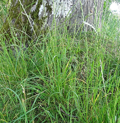 Pflanzenbild gross Englisches Raygras - Lolium perenne