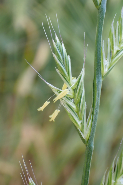 Pflanzenbild gross Italienisches Raygras - Lolium multiflorum