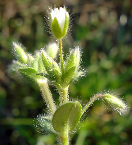 Pflanzenbild gross Kleinblütiges Hornkraut - Cerastium brachypetalum