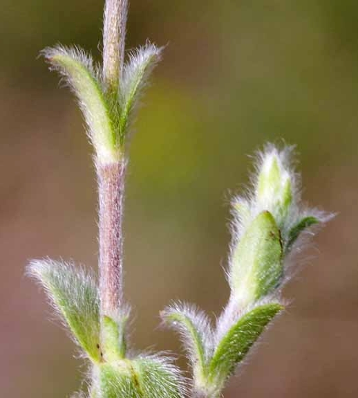 Pflanzenbild gross Kleinblütiges Hornkraut - Cerastium brachypetalum