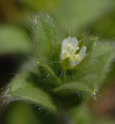 Pflanzenbild gross Kleinblütiges Hornkraut - Cerastium brachypetalum