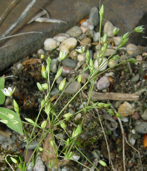 Pflanzenbild gross Zarte Miere - Minuartia hybrida
