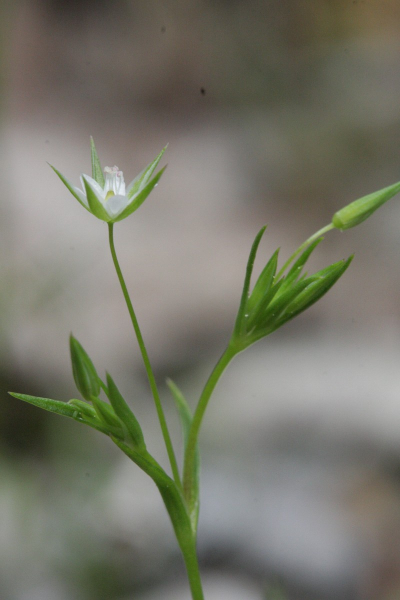 Pflanzenbild gross Zarte Miere - Minuartia hybrida