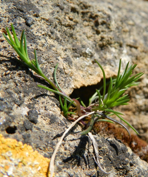 Pflanzenbild gross Zarte Miere - Minuartia hybrida