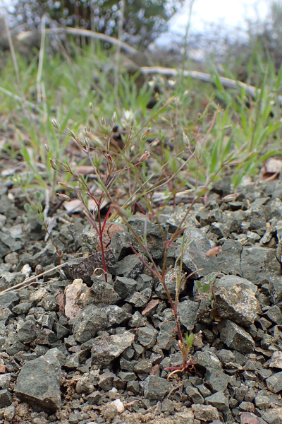 Pflanzenbild gross Zarte Miere - Minuartia hybrida
