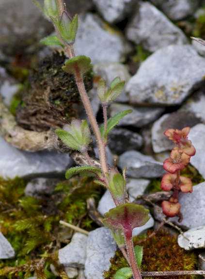 Pflanzenbild gross Früher Ehrenpreis - Veronica praecox