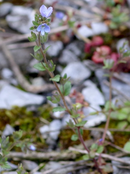 Pflanzenbild gross Früher Ehrenpreis - Veronica praecox