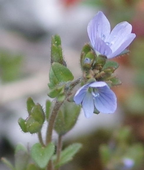 Pflanzenbild gross Früher Ehrenpreis - Veronica praecox