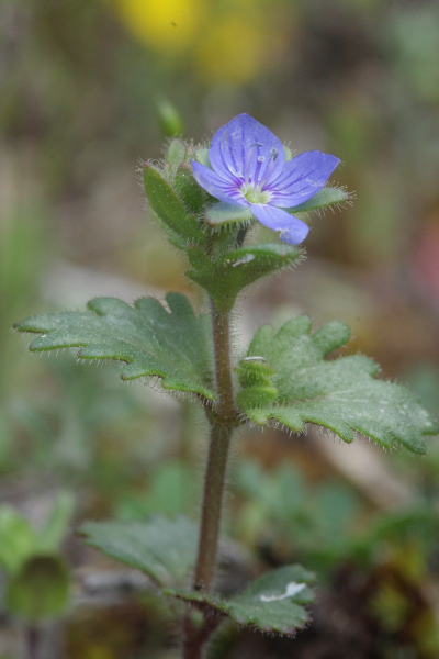 Pflanzenbild gross Früher Ehrenpreis - Veronica praecox