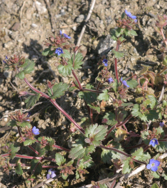 Pflanzenbild gross Früher Ehrenpreis - Veronica praecox
