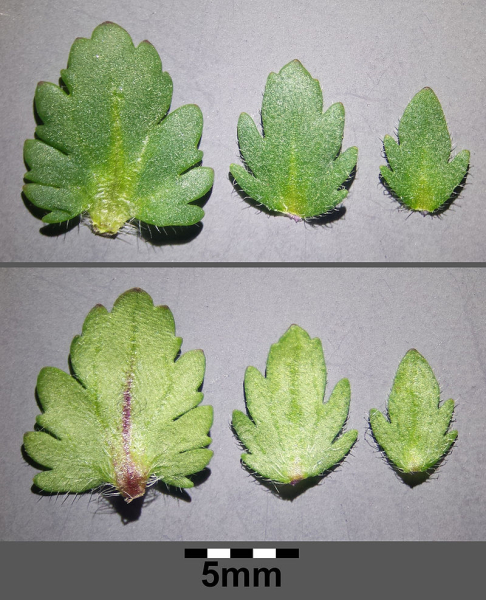 Pflanzenbild gross Früher Ehrenpreis - Veronica praecox