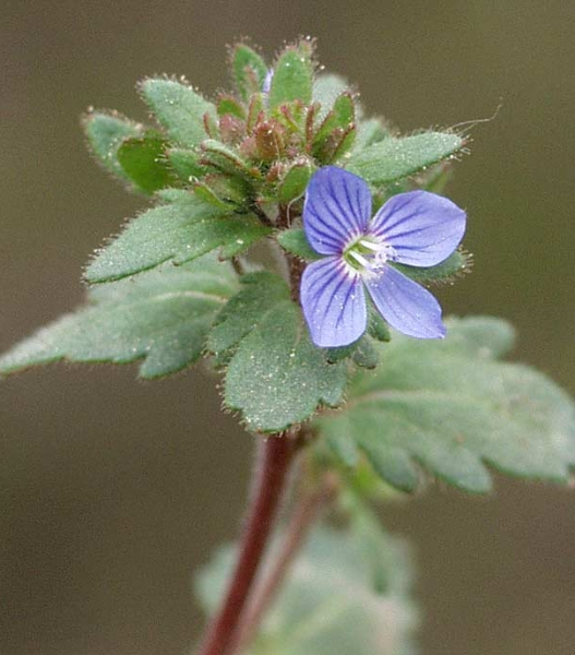 Pflanzenbild gross Früher Ehrenpreis - Veronica praecox