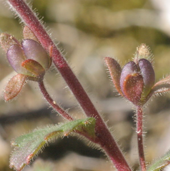 Pflanzenbild gross Früher Ehrenpreis - Veronica praecox