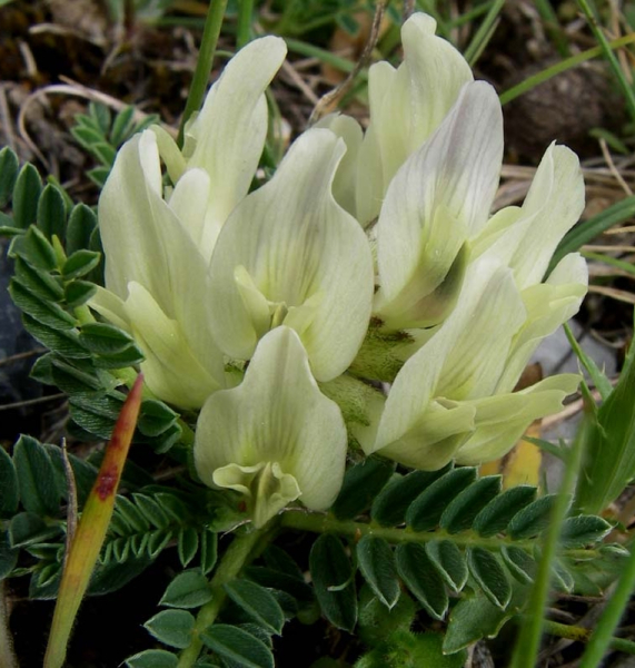 Pflanzenbild gross Niederliegender Tragant - Astragalus depressus