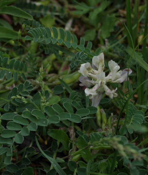 Pflanzenbild gross Niederliegender Tragant - Astragalus depressus