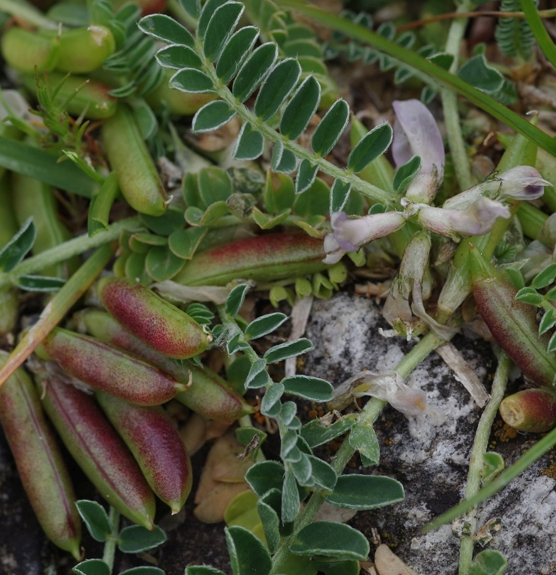 Pflanzenbild gross Niederliegender Tragant - Astragalus depressus