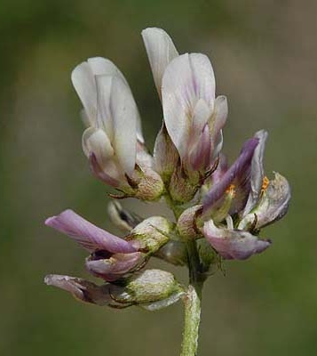 Pflanzenbild gross Niederliegender Tragant - Astragalus depressus