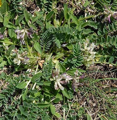 Pflanzenbild gross Niederliegender Tragant - Astragalus depressus