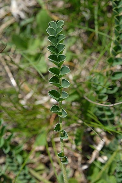Pflanzenbild gross Niederliegender Tragant - Astragalus depressus