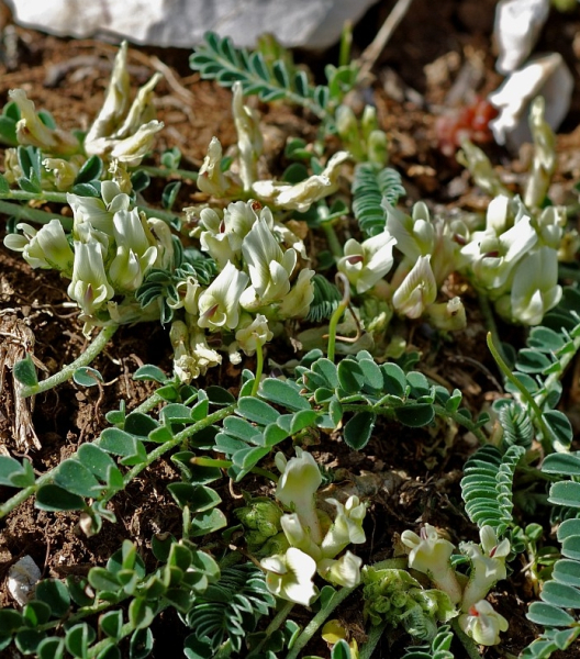 Pflanzenbild gross Niederliegender Tragant - Astragalus depressus