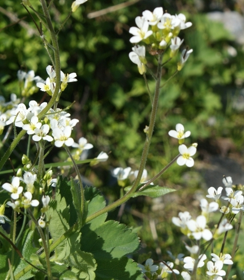 Pflanzenbild gross Alpen-Gänsekresse - Arabis alpina