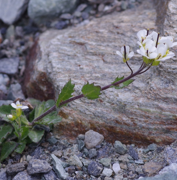 Pflanzenbild gross Alpen-Gänsekresse - Arabis alpina
